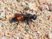 Podalonia hirsuta Östads grustag, Bromölla, Skåne, Sweden 20140420_0021