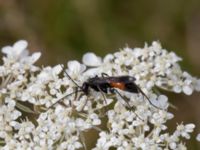 Podalonia hirsuta Svanetorpsvägen, Åkarp, Lomma, Skåne, Sweden 20160705_0045