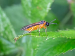 Athalia rosae - Kålbladsstekel