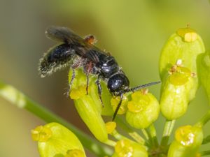 Tiphia femorata - Rödbent pansarstekel