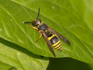 Ancistrocerus parietinus - Väggmurargeting