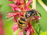 Dolichovespula saxonica Lilla dammen, Pildammsparken, Malmö, Skåne, Sweden 20240717_0051