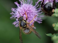 Dolichovespula saxonica Vombsjöns ängar, Lund, Skåne, Sweden 20100812 275