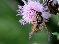 Dolichovespula saxonica Vombsjöns västra ängar, Lund, Skåne, Sweden 20100812 274