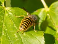 Dolichovespula sylvestris Klågerup, 400 m N reningsverket, Svedala, Skåne, Sweden 20240915_0019