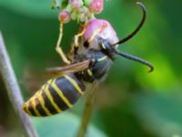 Dolichovespula sylvestris Slottsträdgården, Malmö, Skåne, Sweden 20210722_0026