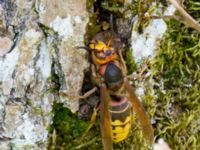 Vespa crabro Stensoffa fuktäng, Lund, Skåne, Sweden 20140601_0202