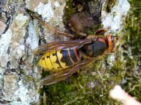 Vespa crabro Stensoffa fuktäng, Lund, Skåne, Sweden 20140601_0207