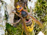 Vespa crabro Stensoffa fuktäng, Lund, Skåne, Sweden 20140601_0208