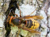 Vespa crabro Stensoffa fuktäng, Lund, Skåne, Sweden 20140601_0210