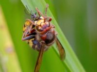 Vespa crabro Stockamöllan, Eslöv, Skåne, Sweden 20130717-33