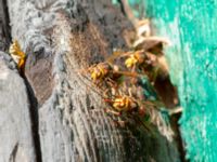 Vespa crabro Svirskoye ushele, Lazarevskoye, Krasnodar, Russia 20160913_1070