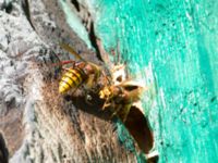 Vespa crabro Svirskoye ushele, Lazarevskoye, Krasnodar, Russia 20160913_1075