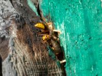 Vespa crabro Svirskoye ushele, Lazarevskoye, Krasnodar, Russia 20160913_1078