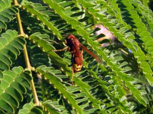 Vespa orientalis - Oriental Hornet