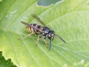 Vespula germanica - German Wasp - Tyskgeting