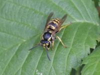 Vespula germanica Bågskyttedungen, Ribersborg, Malmö, Skåne, Sweden 20240619_0046