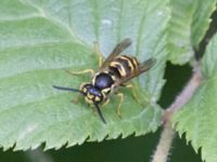 Vespula germanica Bågskyttedungen, Ribersborg, Malmö, Skåne, Sweden 20240619_0048