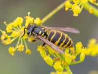 Vespa vulgaris Vanningen, Vellinge, Skåne, Sweden 20230817_0025