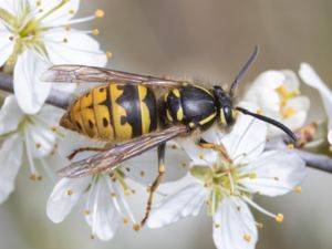 Vespidae - Getingar