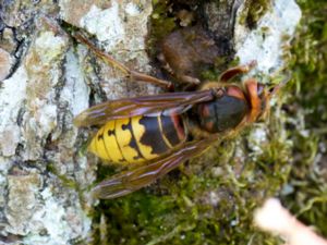 Vespa crabro - European Hornet - Bålgeting