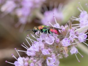 Chrysididae - Guldsteklar