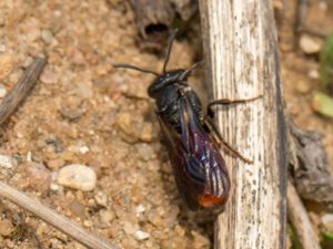 Halicitidae - Vägbin