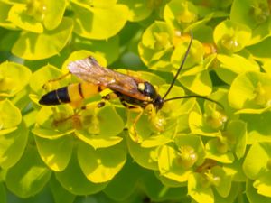 Ichneumonidae - Brokparasitsteklar