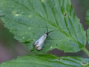 Adela reaumurella - Green Longhorn - Ekantennmal