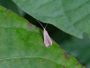 Coleophora milvipennis - Birch Case-bearer - Ljuskantad björksäckmal