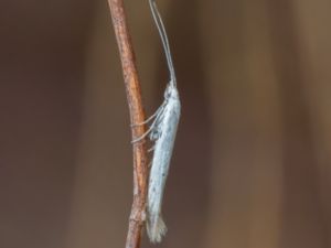 Coleophora pennella - Bugloss Case-bearer - Strävbladssäckmal