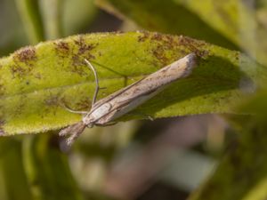 Agriphila inquinatella - Grässkottsmott