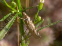 Agriphila inquinatella Vombs vattenverk, Lund, Skåne, Sweden 20240730_0284