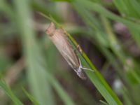 Agriphila straminella Bulltoftaparken, Malmö, Skåne, Sweden 20230729_0062