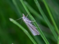 Agriphila straminella Djungelparken, Bunkeflostrand, Malmö, Skåne, Sweden 20220802_0047