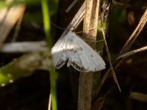 Cataclysta lemnata - Small China-mark - Andmatsmott