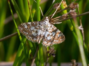 Elophila nymphaeata - Brown China Mark - Näckrosmott