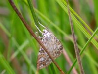 Elophila nymphaeata Dagshög, Torekov, Båstad, Skåne, Sweden 20180718_0082