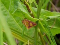 Ostrinia palustralis Yngsjö, Kristianstad, Skåne, Sweden 20170610_0046