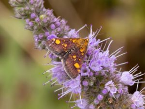 Pyrausta aurata - Mint Moth - Guldljusmott