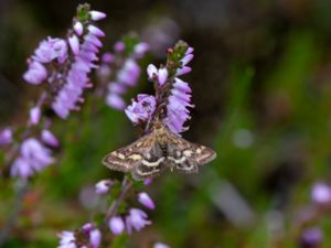 Pyrausta ostrinalis - Dubbelbandat ljusmott