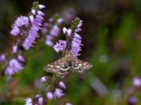 Pyrausta ostrinalis Skummeslövsstrand, Laholm, Halland, Sweden 20180718_0010