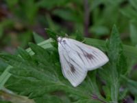 Sitochroa palealis Svanetorpsvägen, Åkarp, Lomma, Skåne, Sweden 20160726_0045