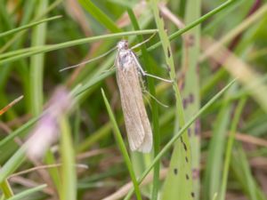 Nomophila noctuella - Rush Veneer - Nattflymott