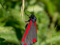 Tyria jacobaea Björkelundadammen, Malmö, Skåne, Sweden 20160602_0060