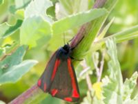 Tyria jacobaeae Grodreservatet, Norra hamnen, Malmö, Skåne, Sweden 20160529B_0175