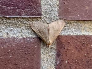 Hypena proboscidalis - The Snout - Brunstreckat näbbfly