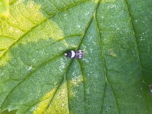 Recurvaria leucatella - Llesser Budmoth - Svartvit böjmal