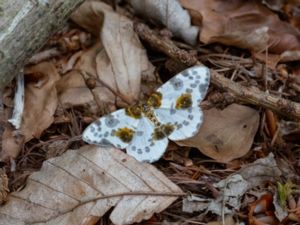 Abraxas sylvata - Clouded Magpie - Almfläckmätare