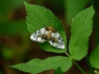 Abraxas sylvata Hunneröds mosse, Svedala, Skåne, Sweden 20160714_0215